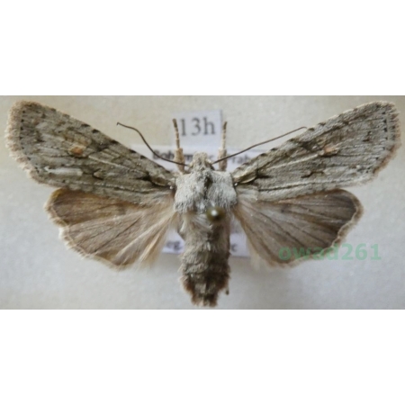 Lithophane ornitopus (Hufnagel, 1766) Drewnica dąbrówka Czech13h